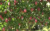برداشت بیش از 100 هزار تن سیب در شهرستان اقلید