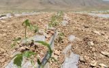 ۱۲۰۰ هکتار از مزارع شهرستان اقلید به کاشت گوجه فرنگی اختصاص یافت