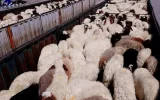 کشف 49 راس گوسفند قاچاق در سده