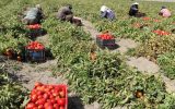 تولید ۲۹۰ هزار تن گوجه‌فرنگی در اقلید