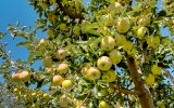 نمایی از باغ های سیب پاییزه شهرستان اقلید