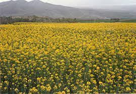 دشت زردپوش شهرمیان؛جلوه‌ای از بهار در طبیعت