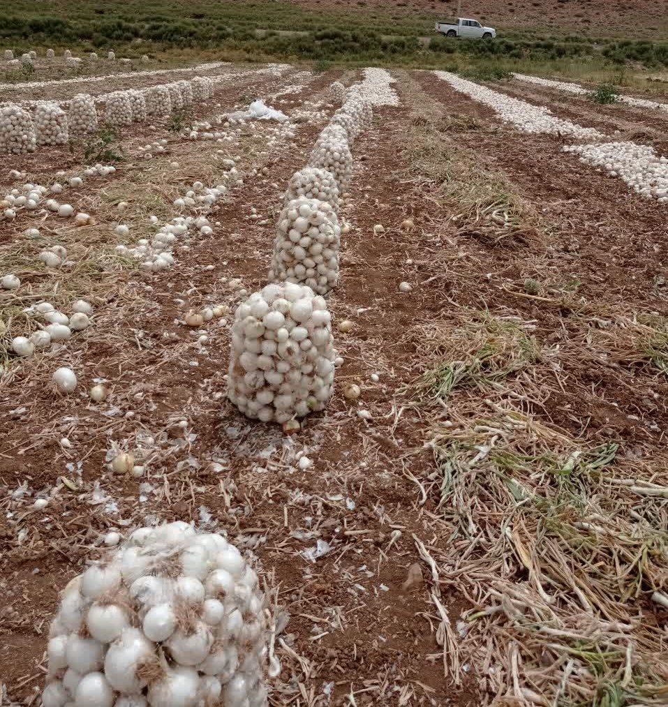 آغاز برداشت پیاز در شهرستان اقلید