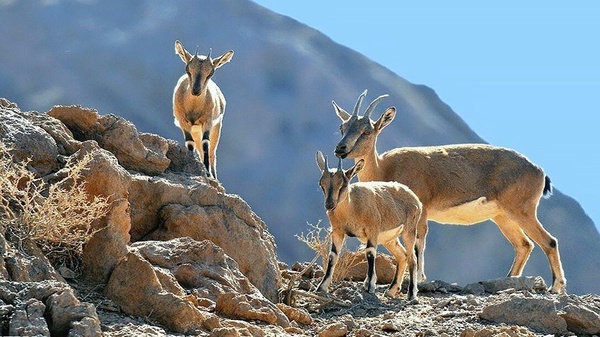 حفاظت از حیات‌وحش فقط روی کاغذ!