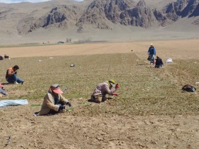 کشت نشایی پیاز در اقلید؛ پیش‌بینی کشت ۲۱۰۰ هکتار در سال جاری