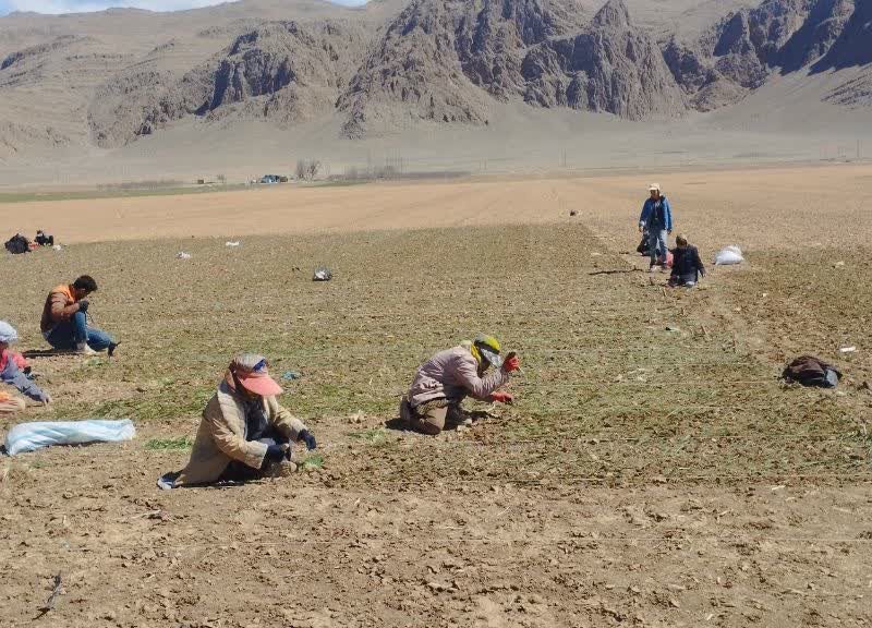 کشت نشایی پیاز در اقلید؛ پیش‌بینی کشت ۲۱۰۰ هکتار در سال جاری