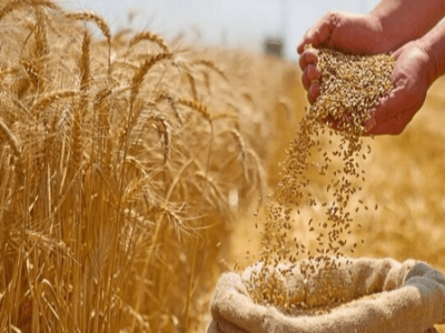 خرید گندم در استان فارس ۱۶ درصد افزایش یافت