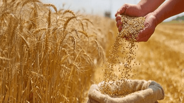خرید گندم در استان فارس ۱۶ درصد افزایش یافت