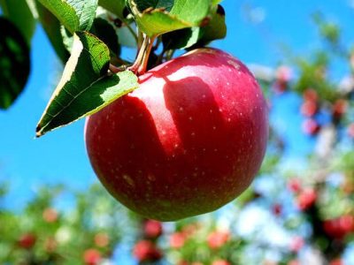 برداشت ۲۷۰ هزار تن سیب پاییزه در فارس