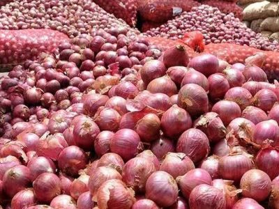 محدودیت صادرات پیاز فارس به ۱۵۰ تن در هفته؛ اقلید در آستانه برداشت ۱۵۰ هزار تن