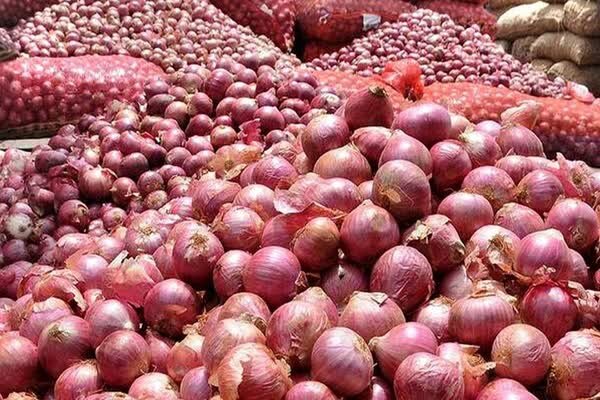 محدودیت صادرات پیاز فارس به ۱۵۰ تن در هفته؛ اقلید در آستانه برداشت ۱۵۰ هزار تن