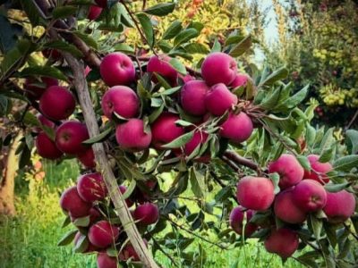 صادرات سیب اقلید فارس به کشورهای حوزه خلیج فارس؛ پیش‌بینی برداشت ۱۵۰ هزار تن محصول